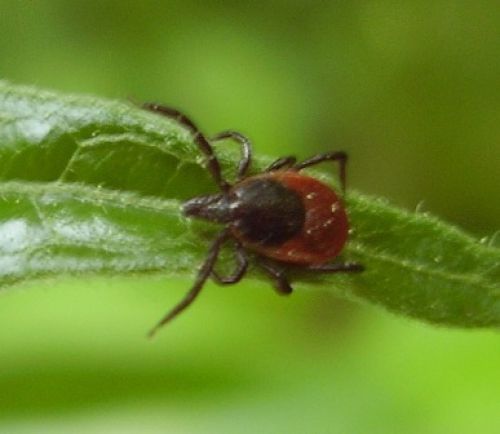 Klíště obecné (ixodes ricinus) přenašeč lymské boreliozy